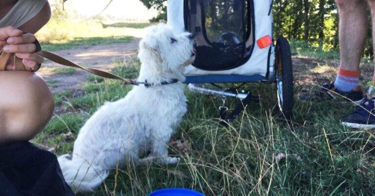 Beste hondenkar voor een kleine hond