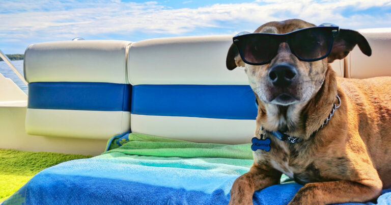 Met de hond op vakantie